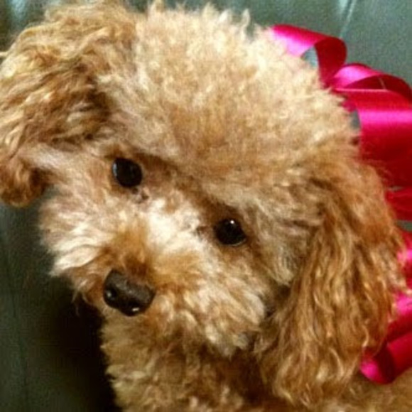 Meet your Posher, A - Picture 1 of 1